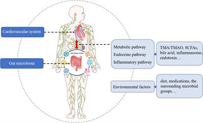 Knowledge Mapping of the Links Between the Gut Microbiota and Heart Failure: A Scientometric Investigation (2006–2021)